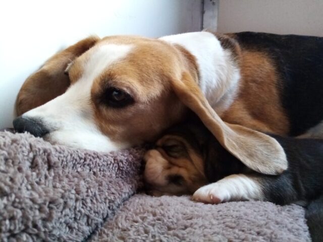Puppies