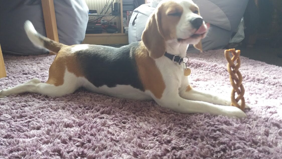 The Kennel Club - Beagle