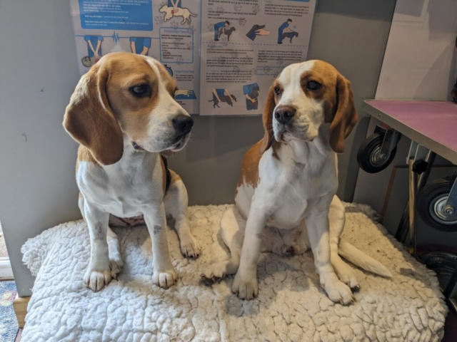 Chevron and Ziva (35 days gestation)